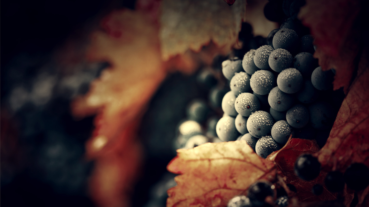 Спелый виноград