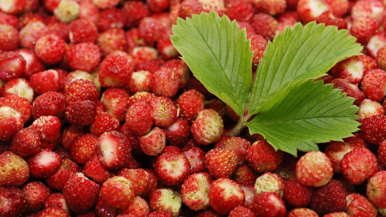 Лесная земляника