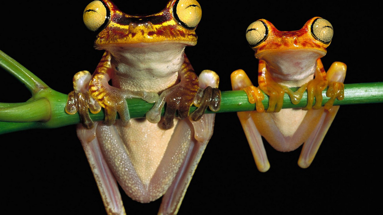 Лягушки висят на ветке