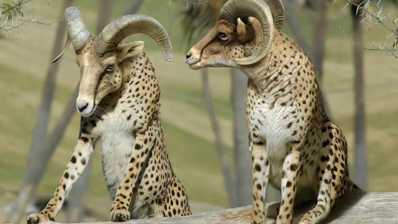 Бараны в леопардовой шкуре