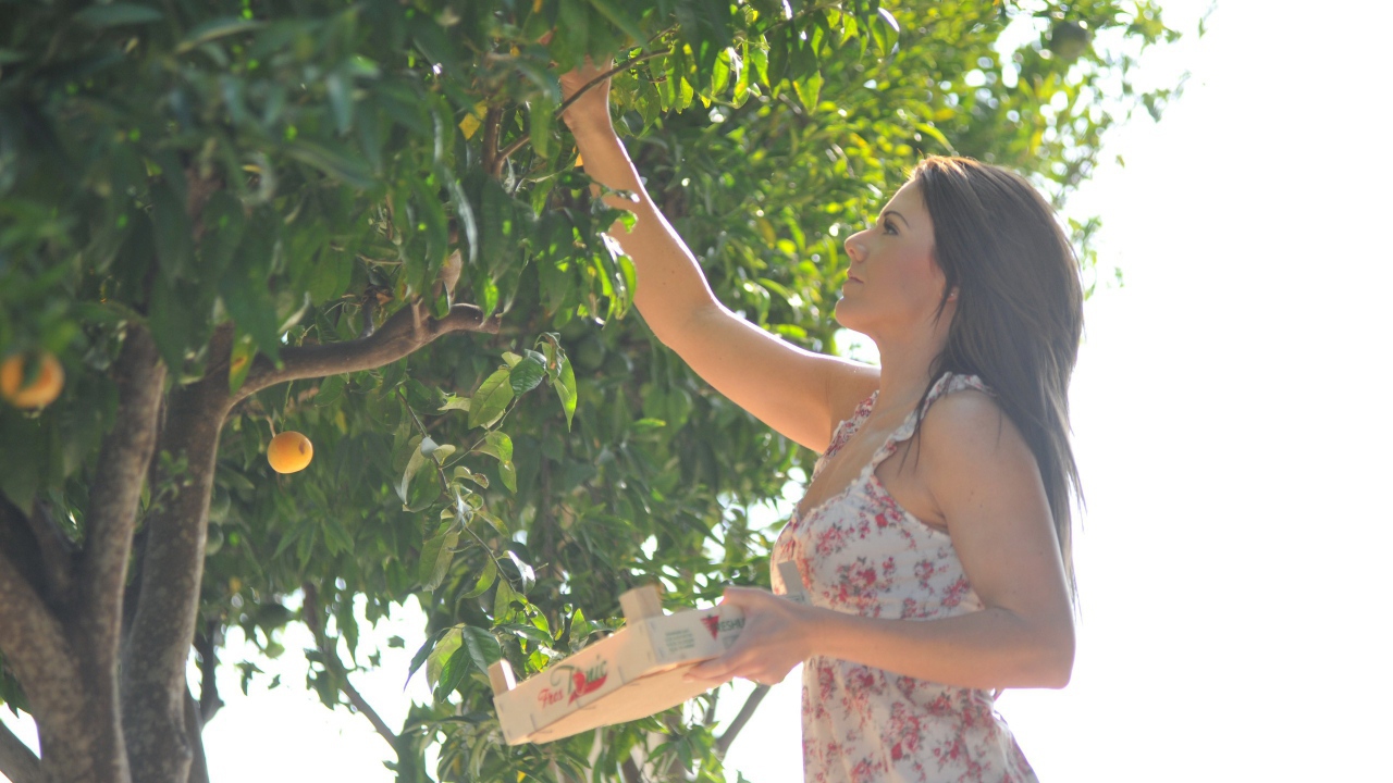 Девушка собирает фрукты