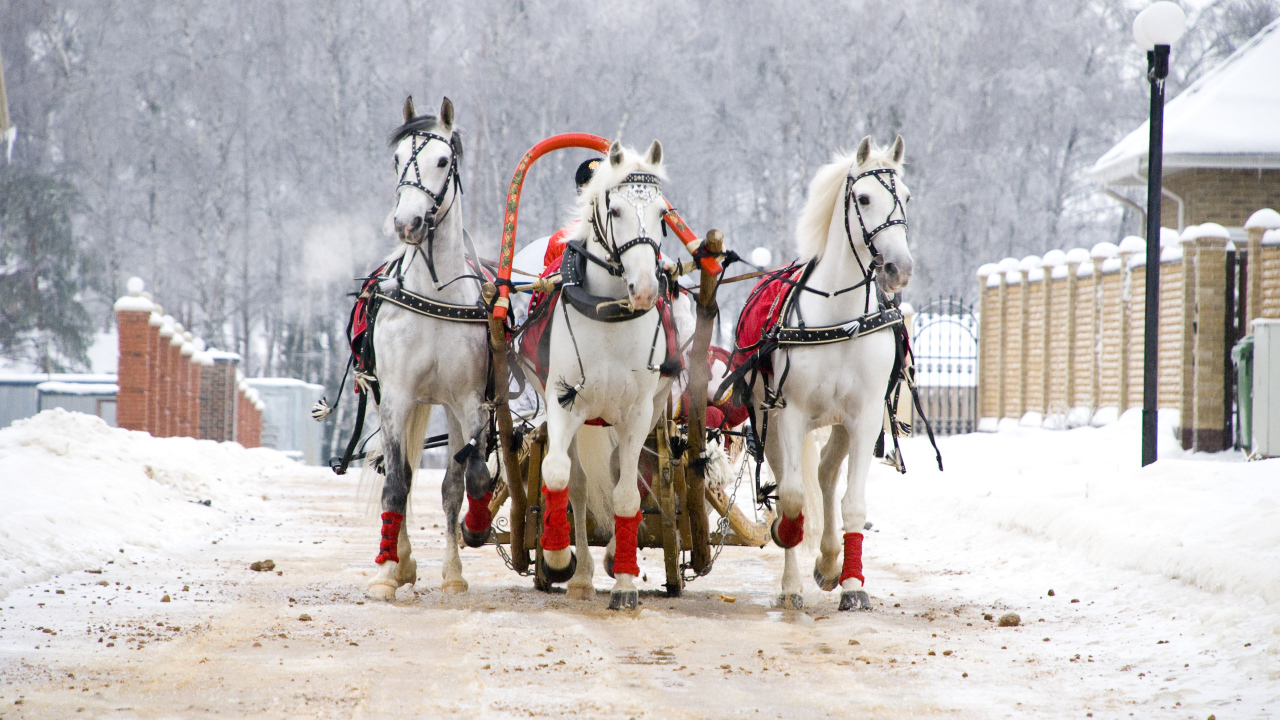 Русская тройка на Масленицу