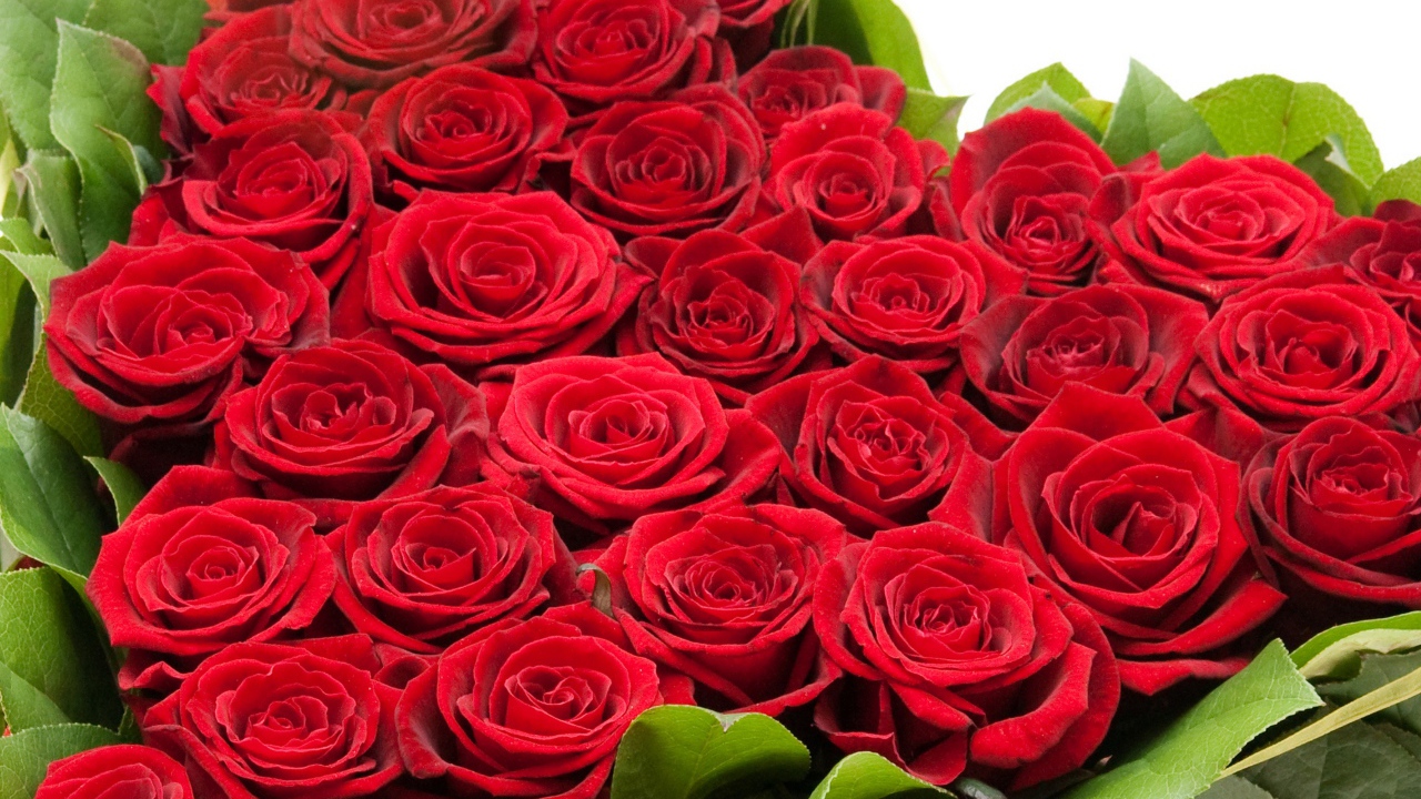 Букет красных роз на 8 марта для девушки