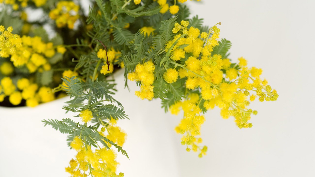 Мимоза на 8 марта