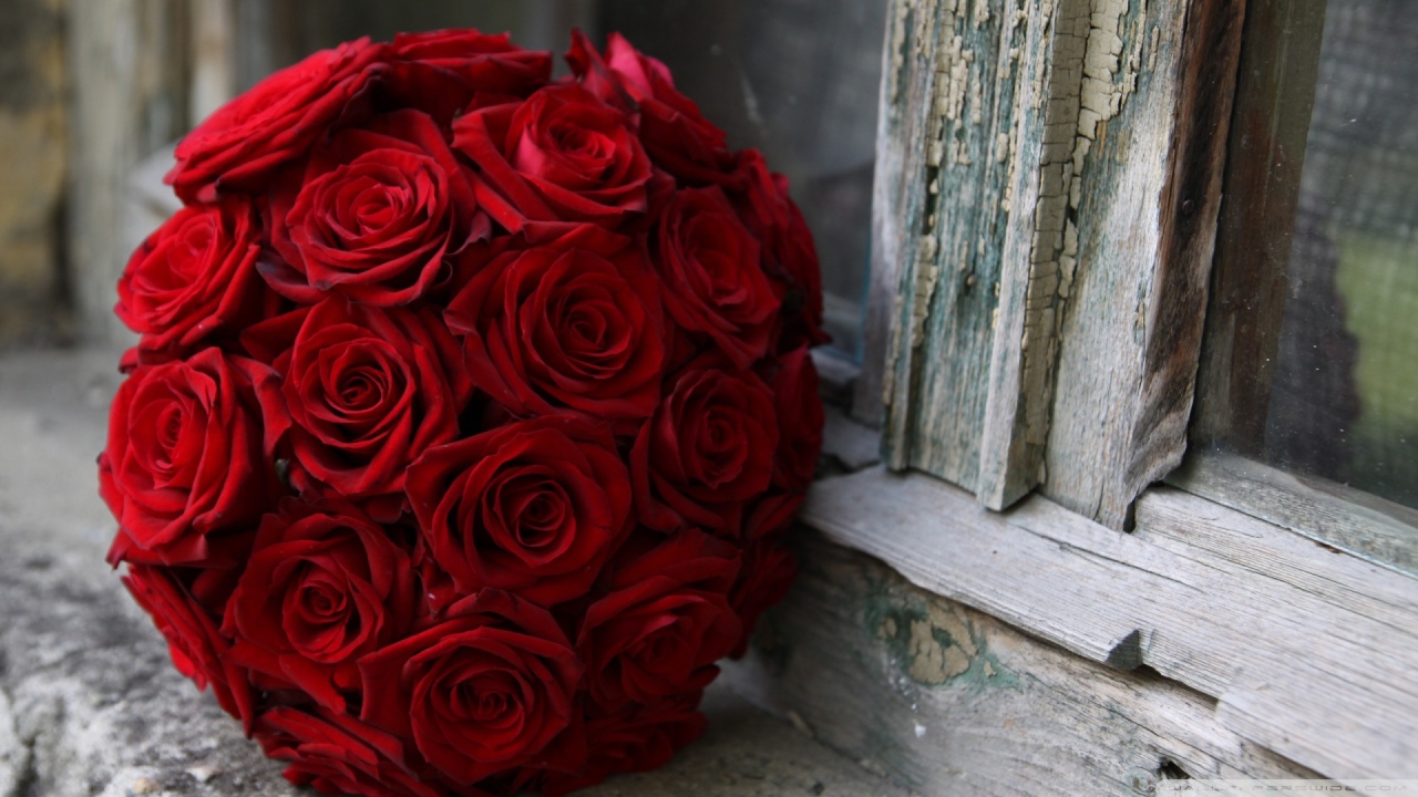 Красные розы на 8 марта возле окна
