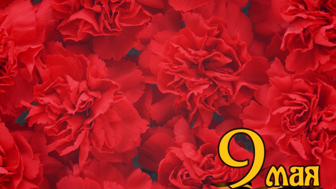 Фон из красных цветов в День Победы 9 мая
