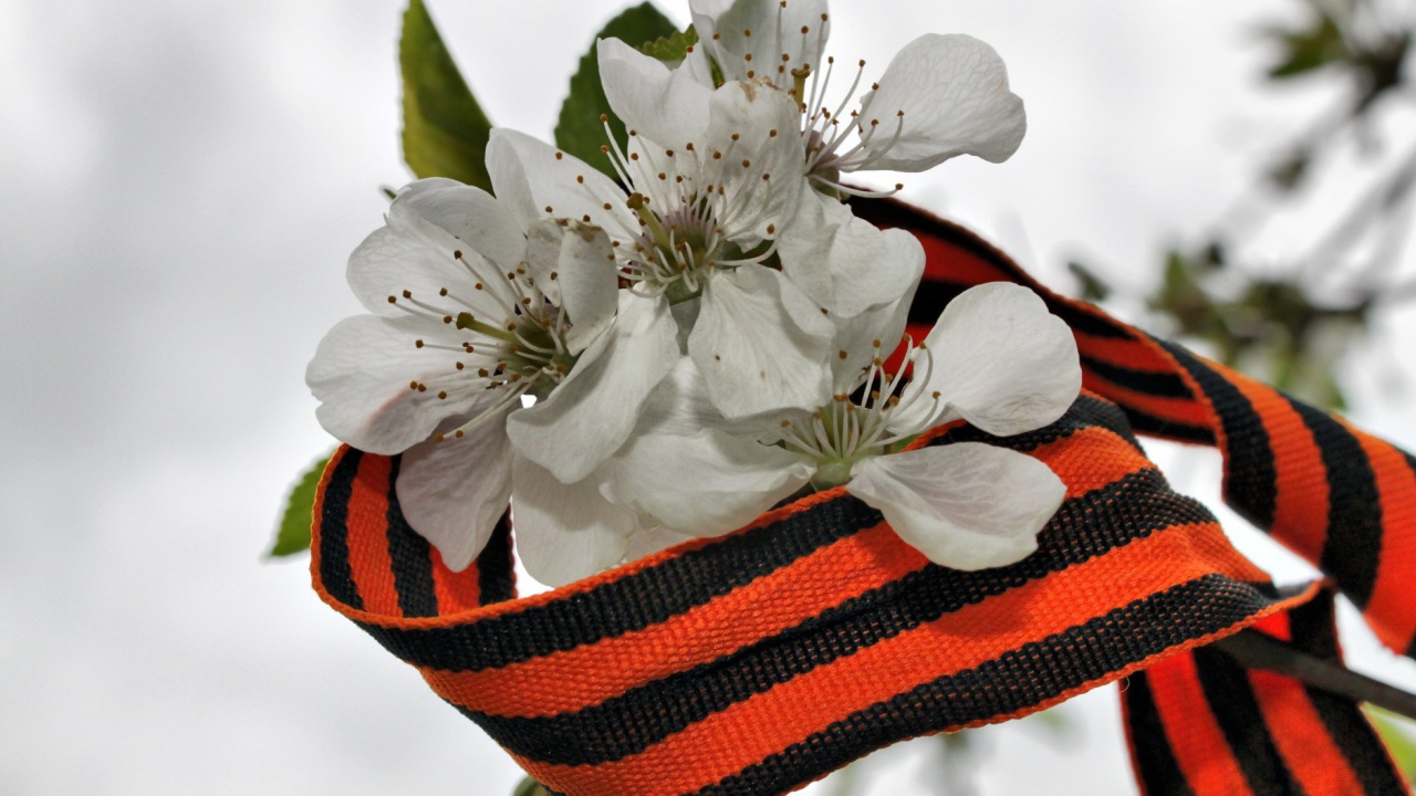 Весенний цвет в День Победы 9 мая