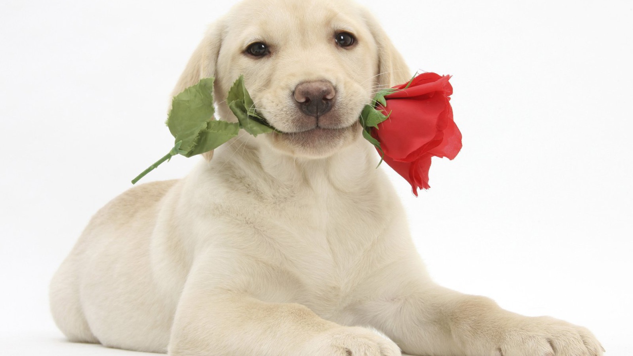 Собака с розой на День Святого Валентина