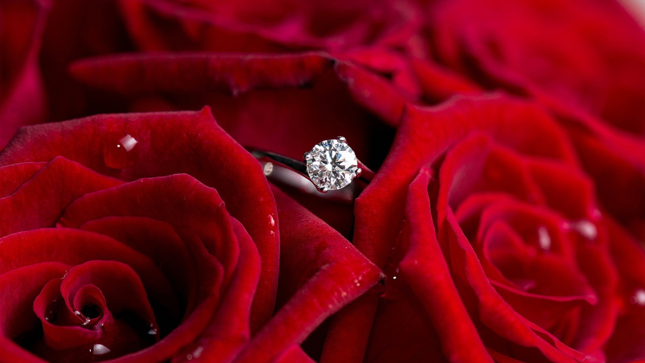 Red roses and a ring, marriage proposal
