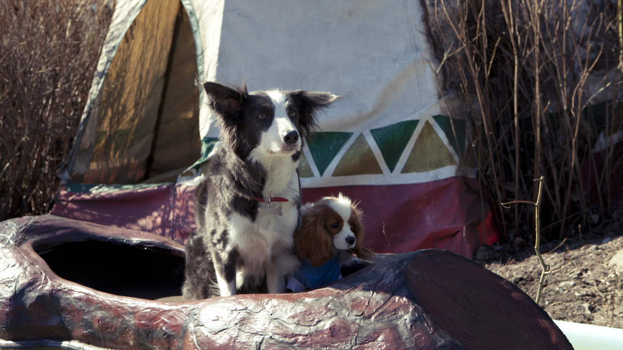 Герои фильма Ёлки лохматые 2014