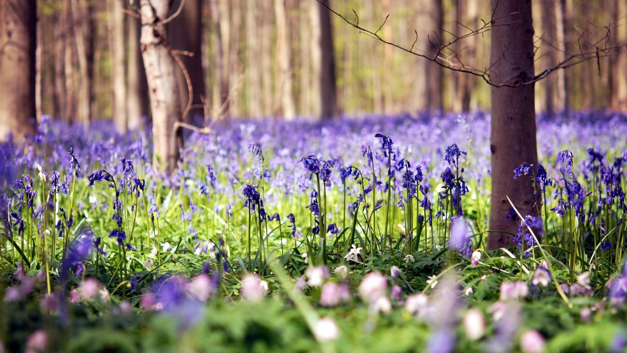 Голубые цветы в лесу
