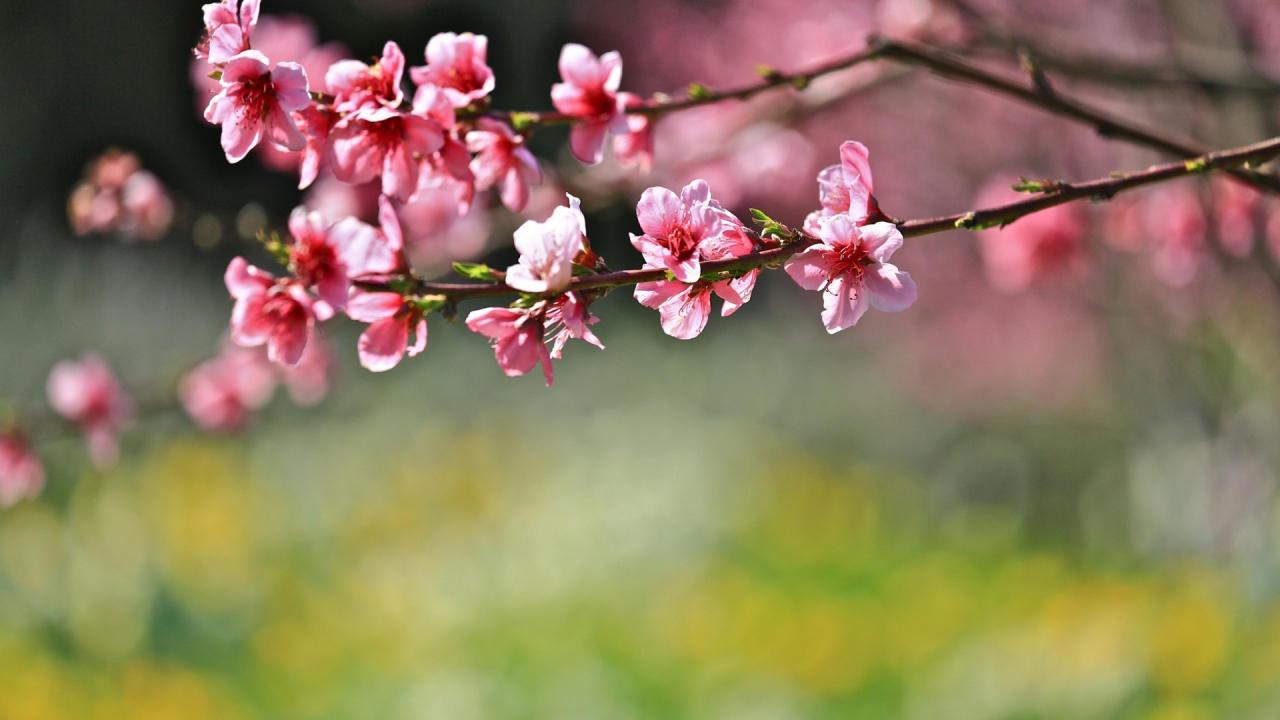 Цветы на дереве