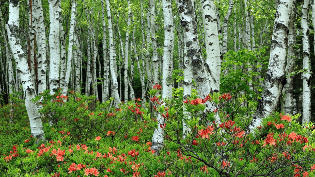Берёзы среди розовых листъев