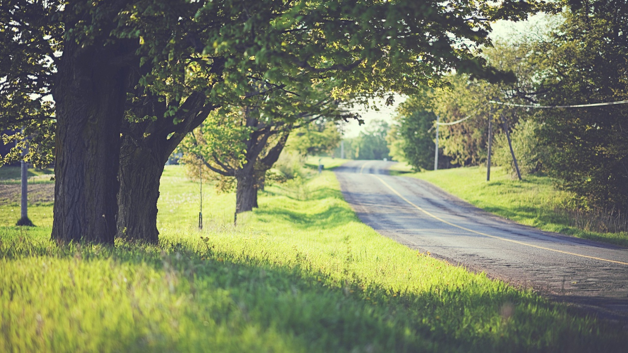 Road among trees