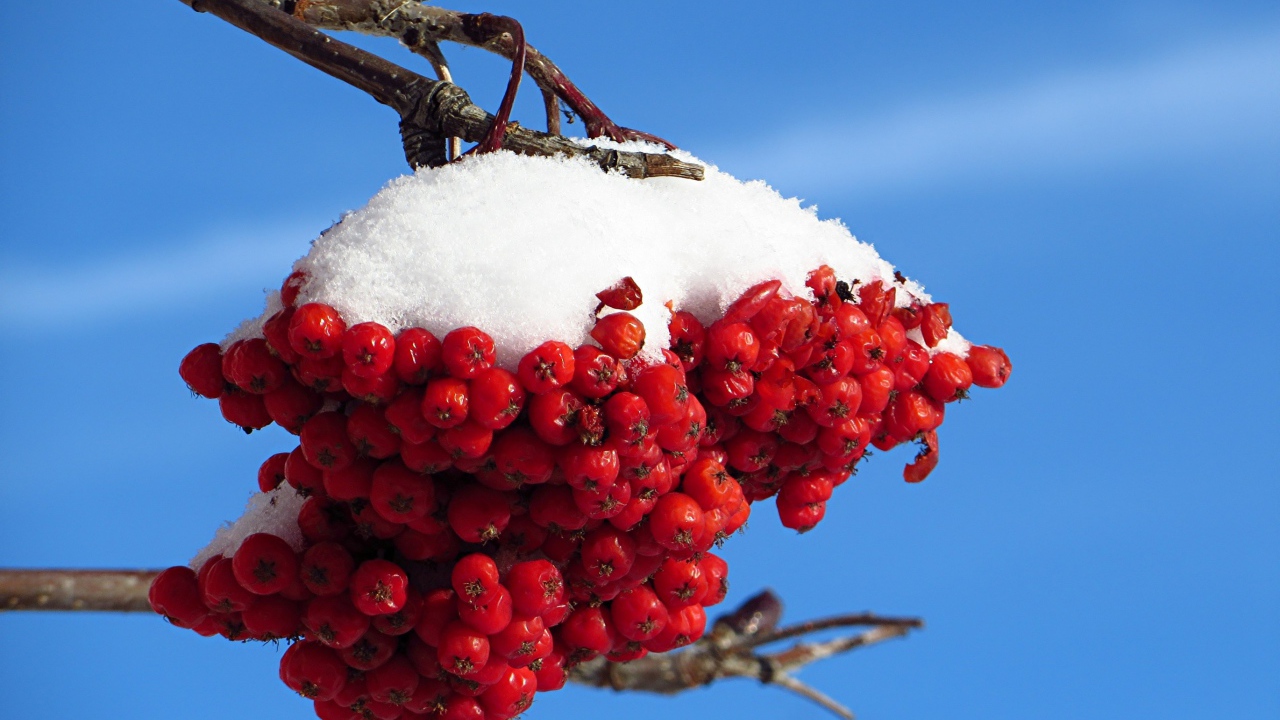 Ветка рябины под снегом