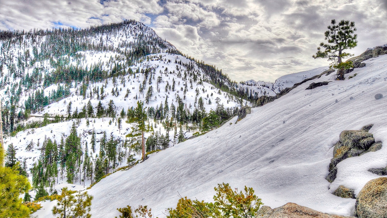 Заснеженный лес в горах