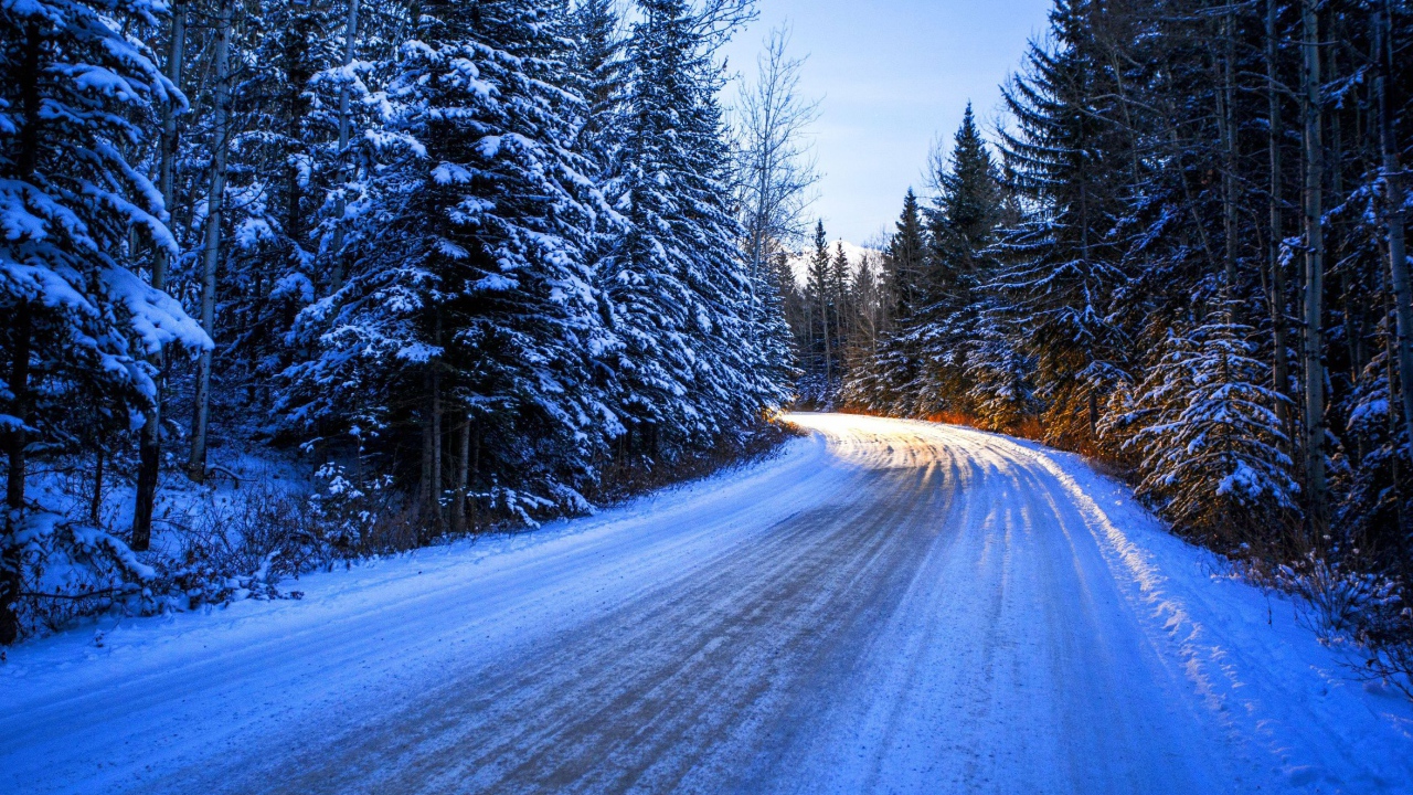 Дорога среди заснеженного леса