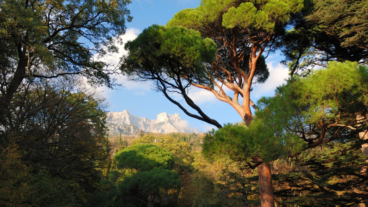 Белые вершины гор