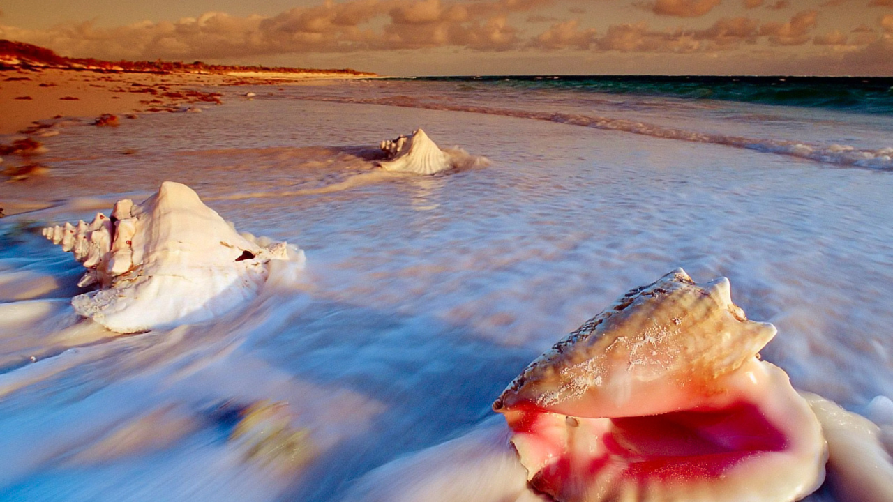 Ракушки на пляже