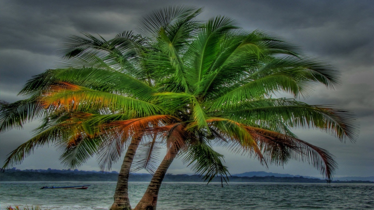 Два дерева на пляже