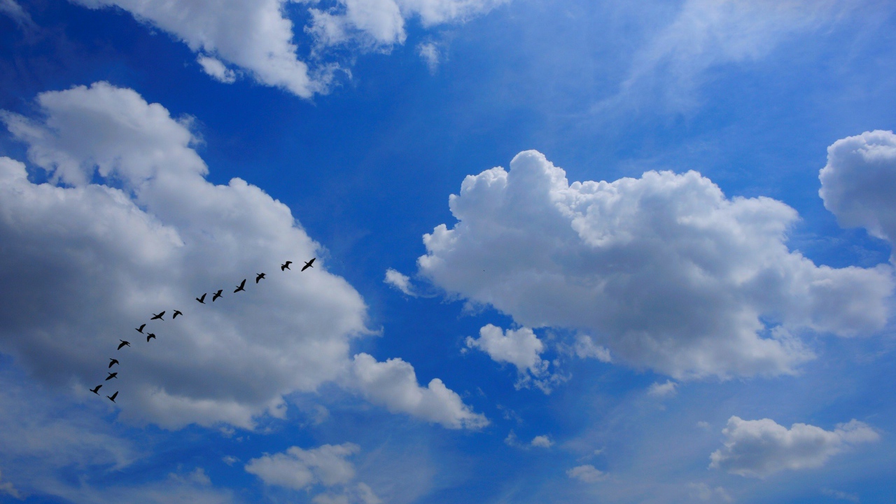 Стая птиц в облаках