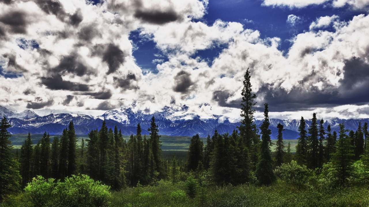 Красивые облака над лесом