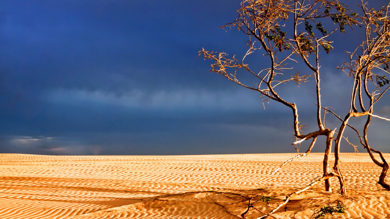 Мертвое дерево в пустыне