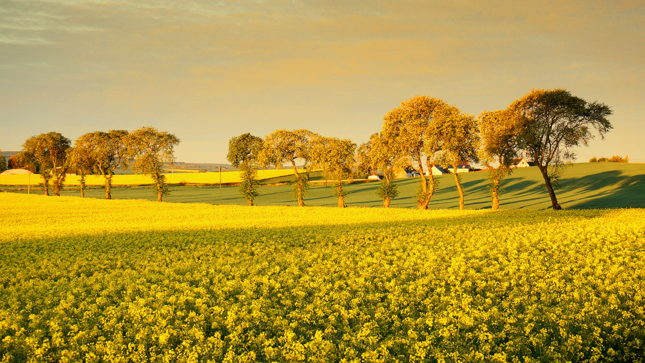 Деревья среди поля