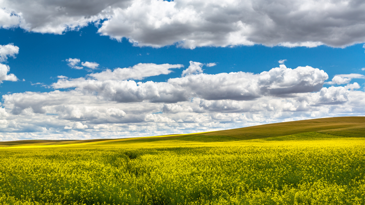 Красивое поле в ясный день