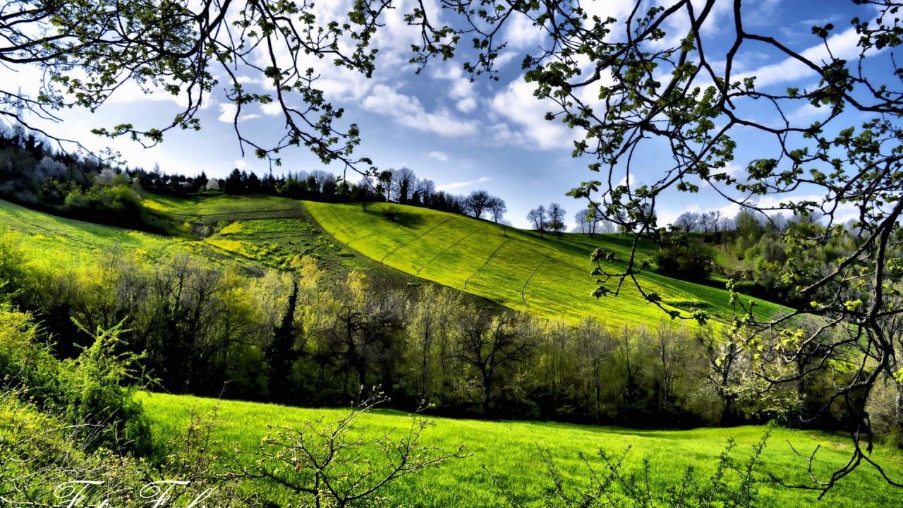 Зеленые весенние луга