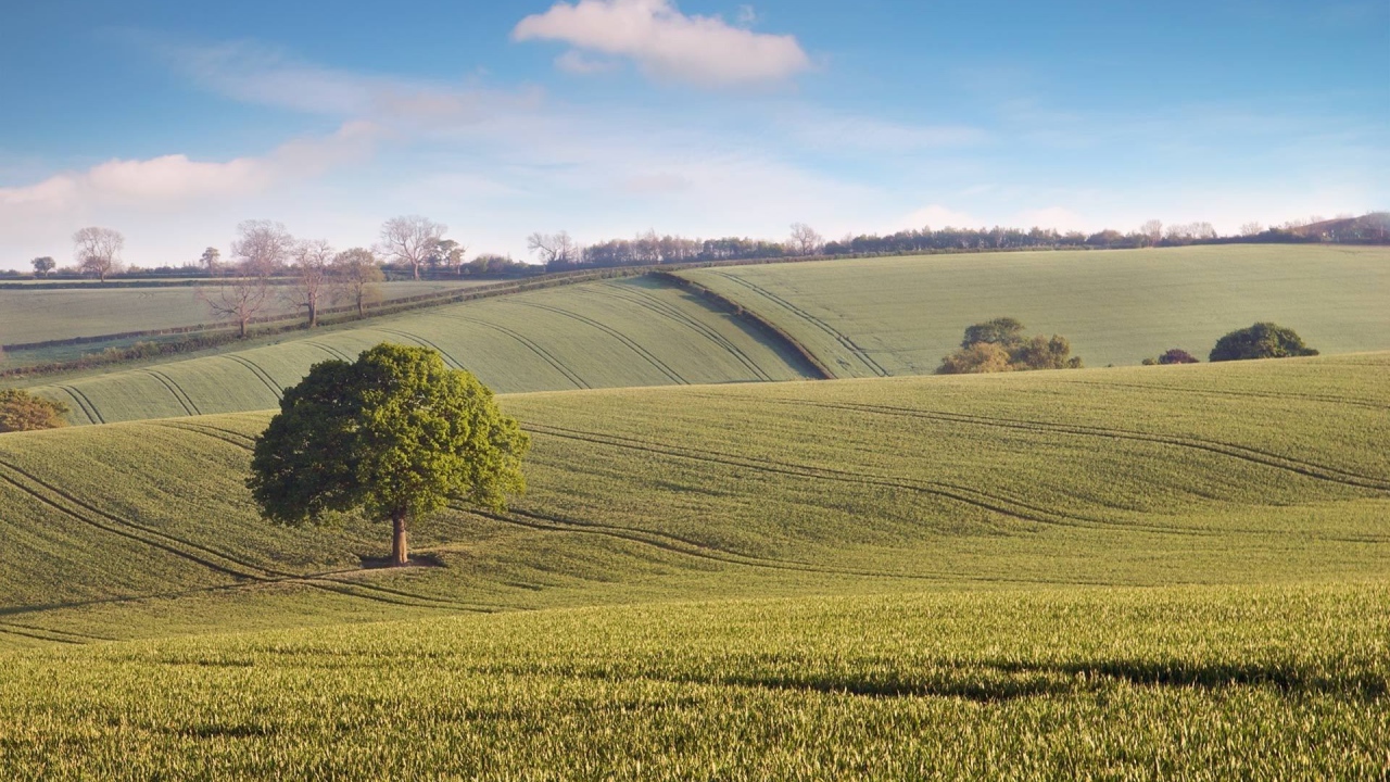 Бескрайние зеленые поля