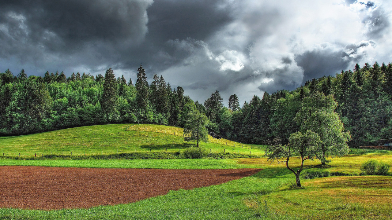 Поле на опушке леса