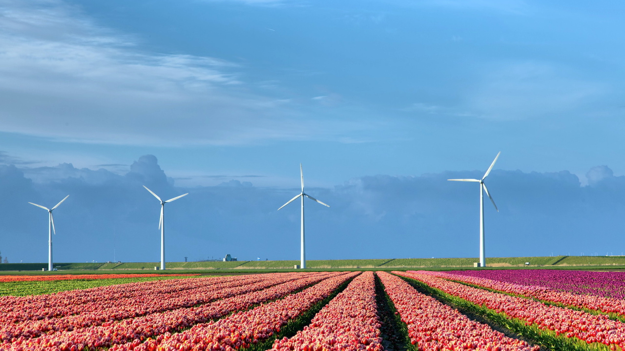 Поле тюльпанов