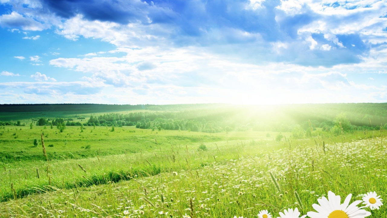 Солнечная поляна из ромашек
