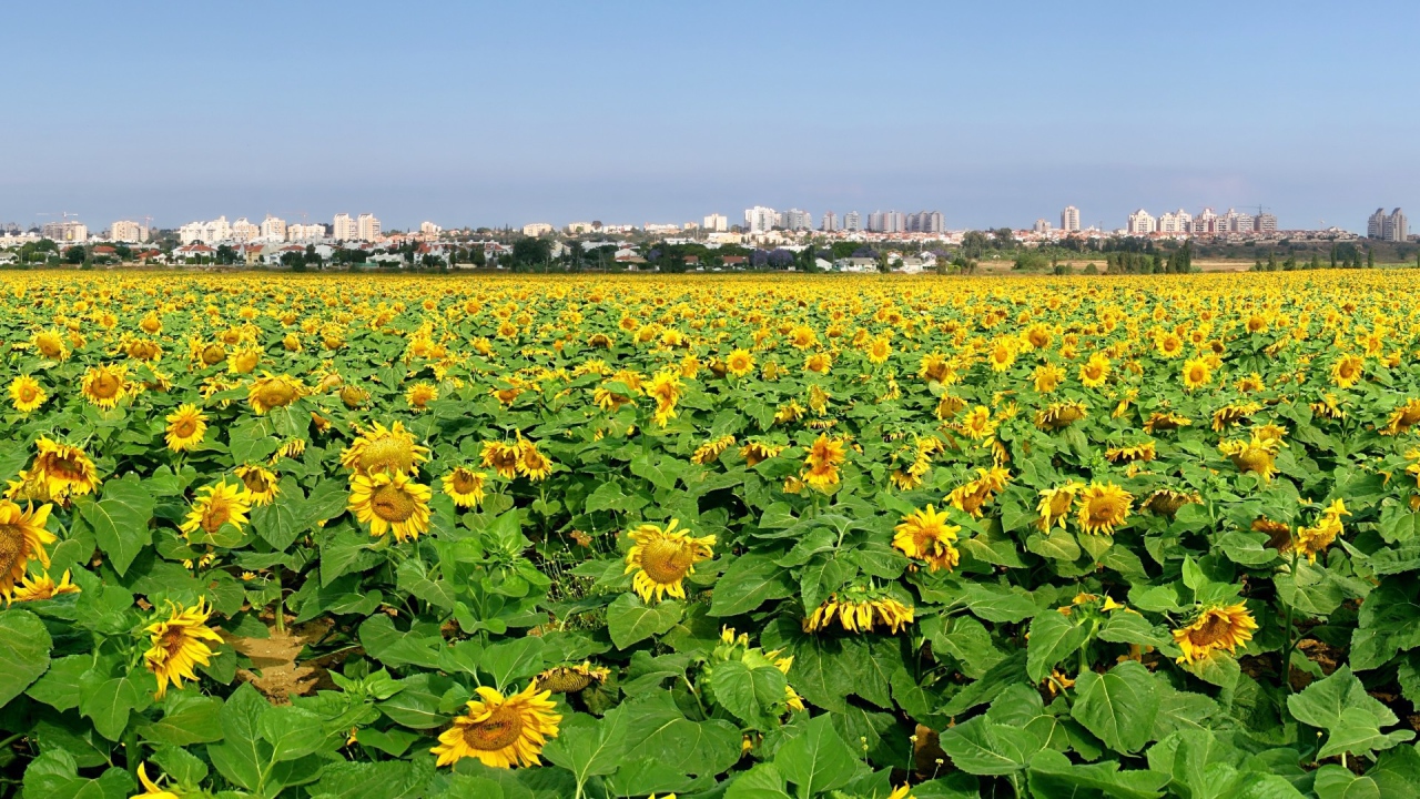 Поле подсолнечника
