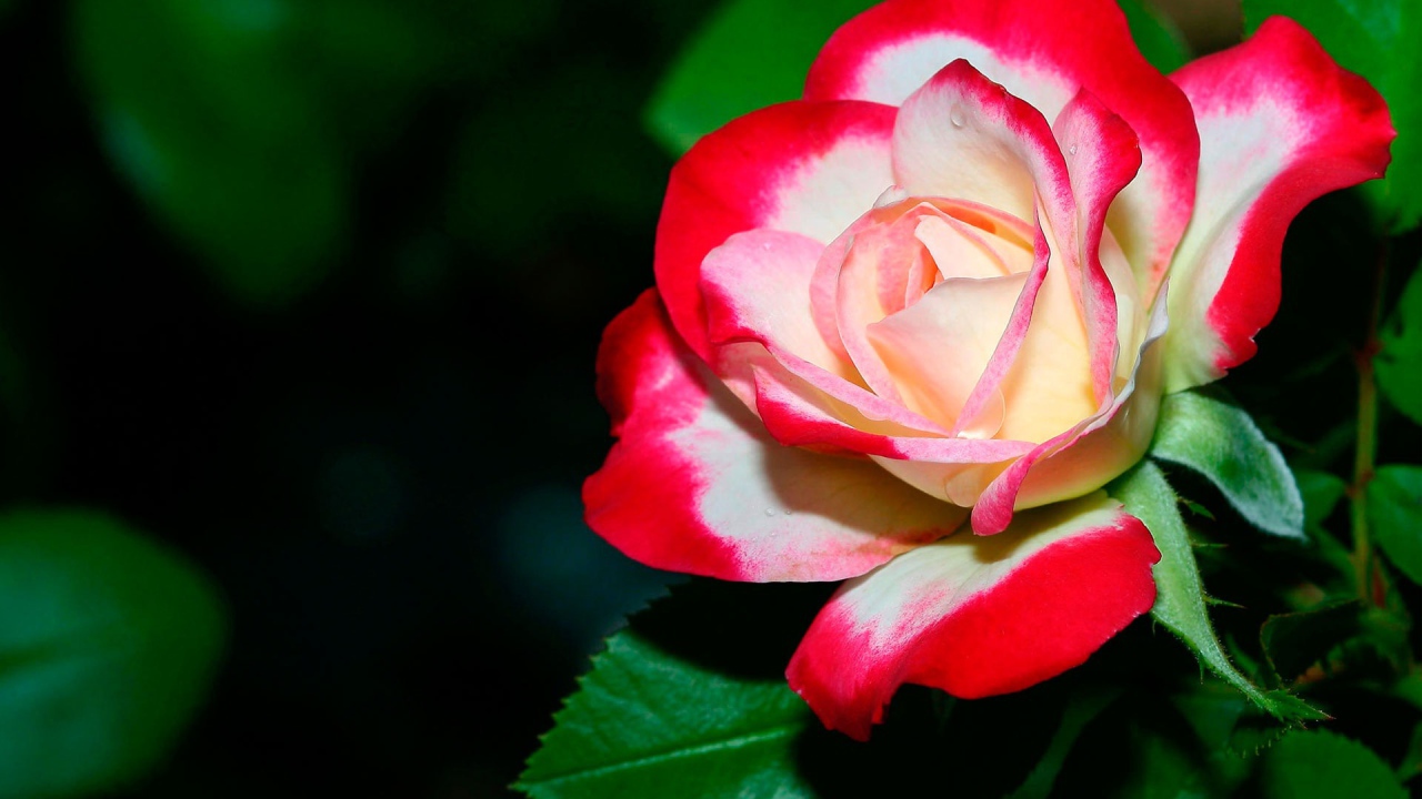 Нежная роза