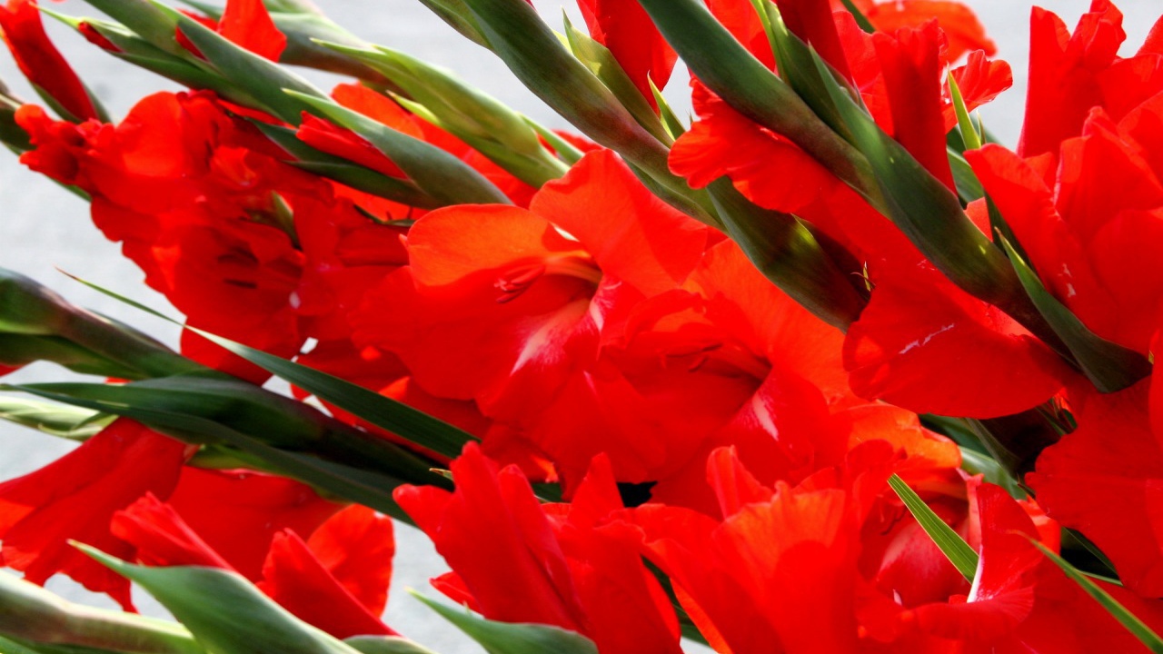 Много красных гладиолусов