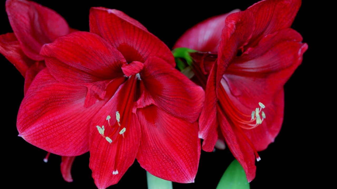 Амариллис в цвету