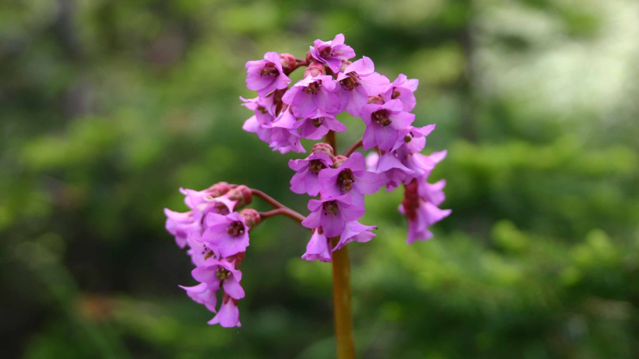 Бадан красивое растение в лесу