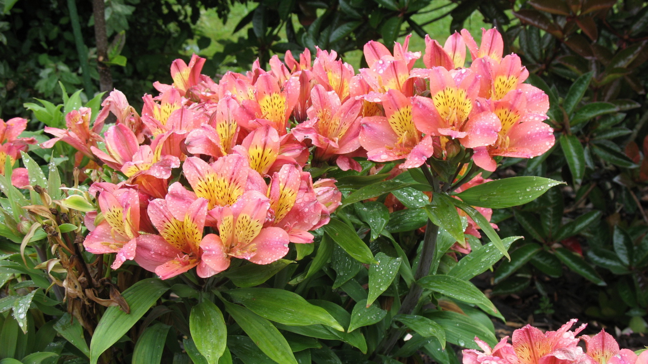 Красивая цветы альстремерия в саду