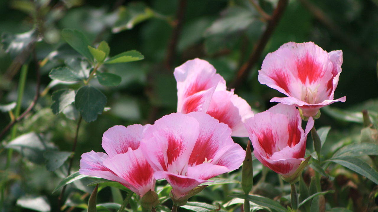 Красивая кларкия (годеция) в саду