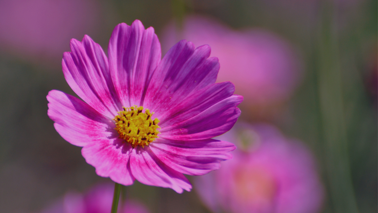 Красивая космея на дачном участке