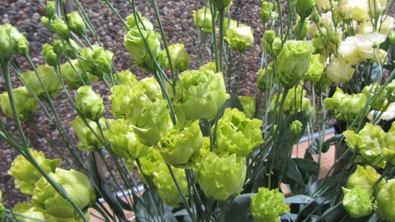 Красивая эустома (ирландская роза) в саду