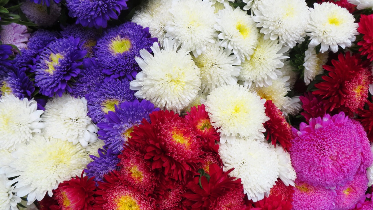 Красивая астра на дачном участке