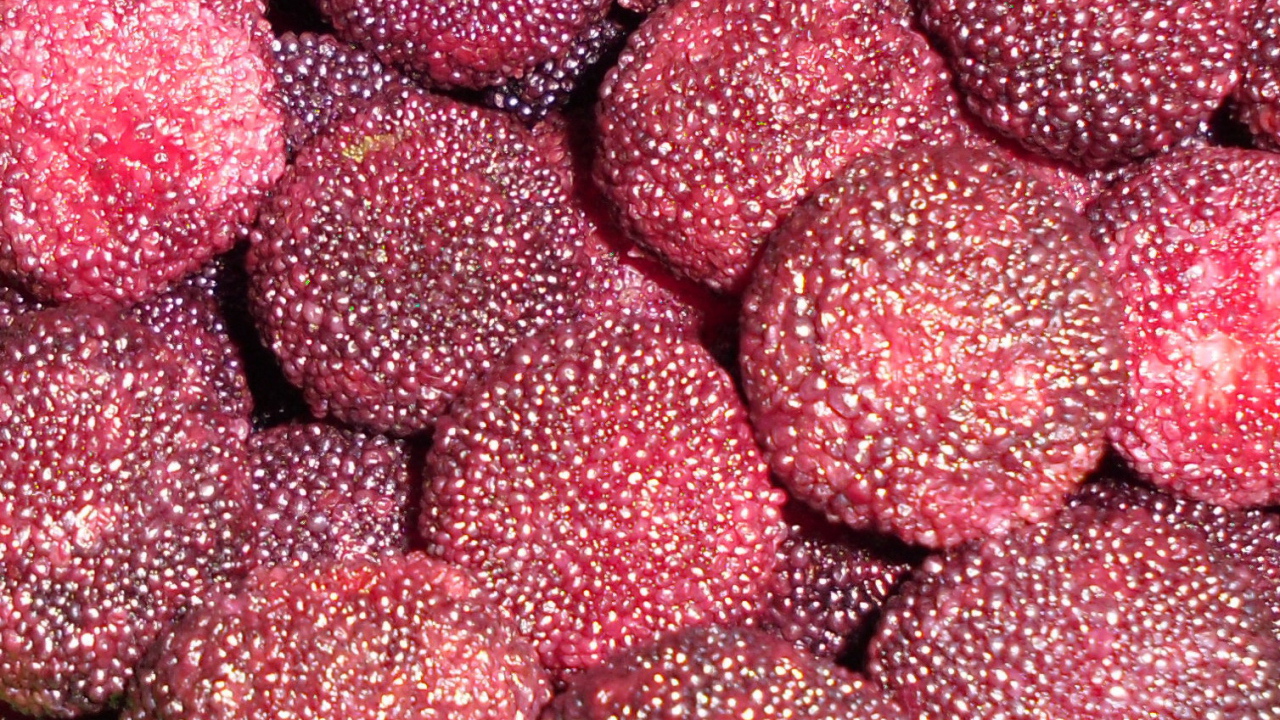 Красивые ягоды восковник из сада