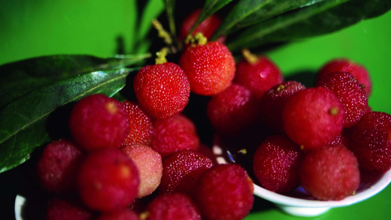 Красивые ягоды растения восковник