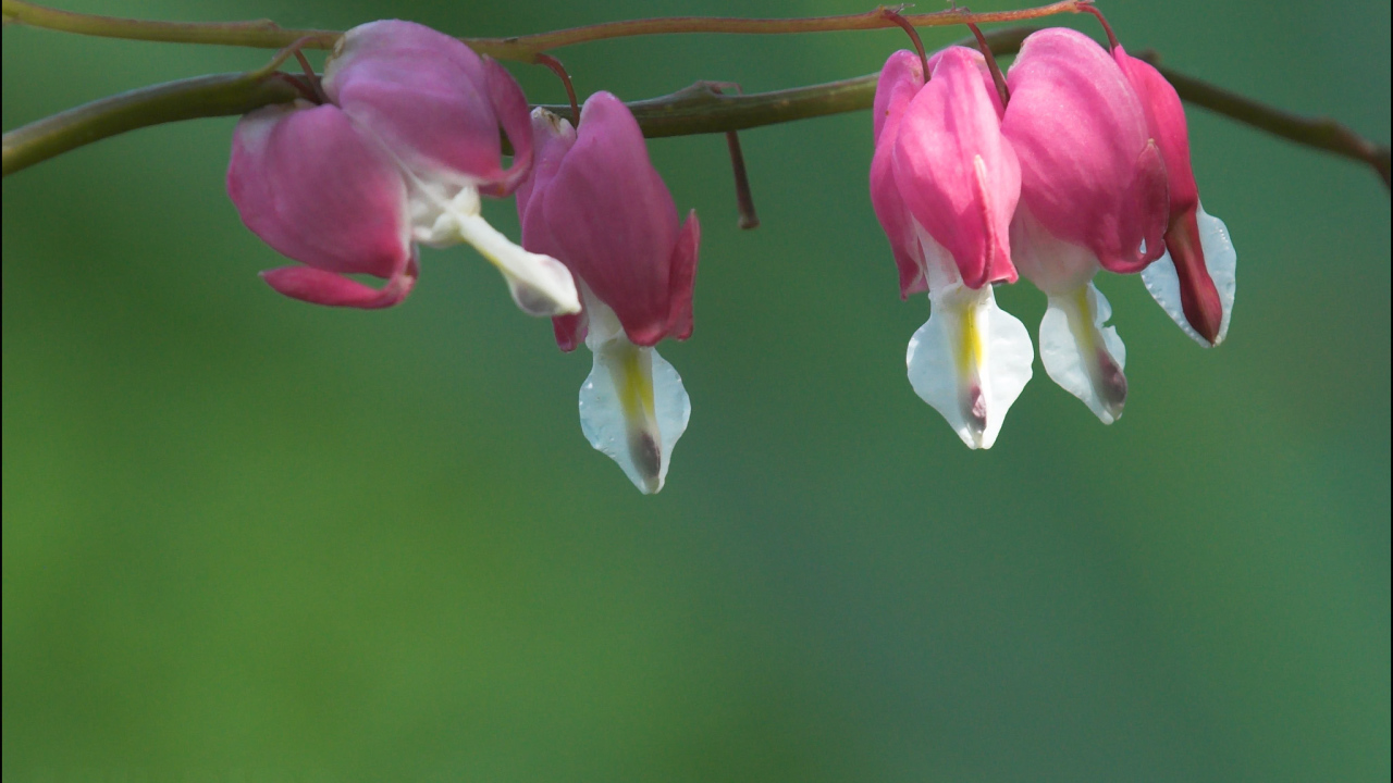 Красивые цветы дицентра в парке