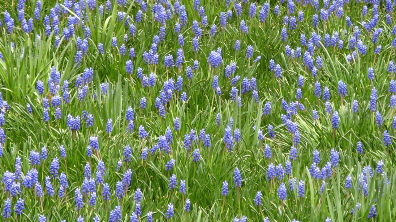 Красивый цветущий гиацинт на поляне