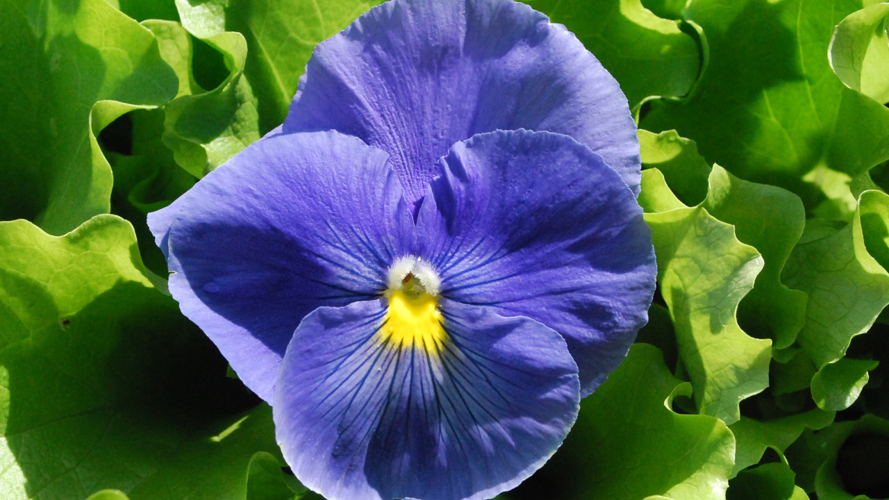 Красивый голубой цветок анютины глазки