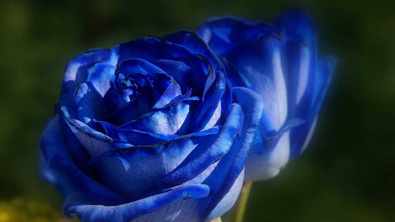 Красивые синие розы на фоне зелени